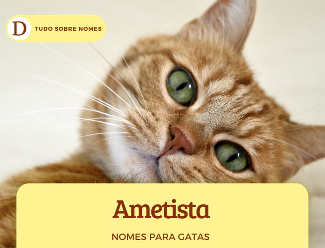 111 nomes para gatas: desde ideias fofas até as mais engraçadas