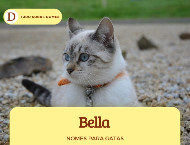 111 nomes para gatas: desde ideias fofas até as mais engraçadas