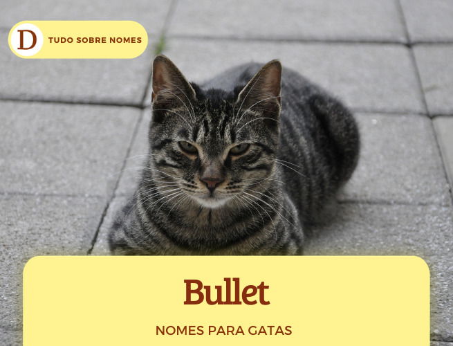 111 nomes para gatas: desde ideias fofas até as mais engraçadas