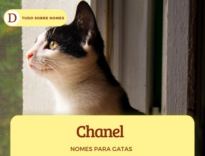 111 nomes para gatas: desde ideias fofas até as mais engraçadas
