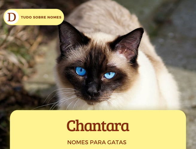 111 nomes para gatas: desde ideias fofas até as mais engraçadas