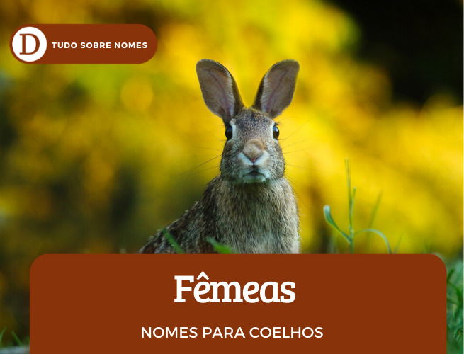 Nomes para coelhos de estimação: 103 opções para fêmeas e machos