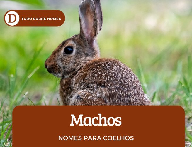 Nomes para coelhos de estimação: 103 opções para fêmeas e machos