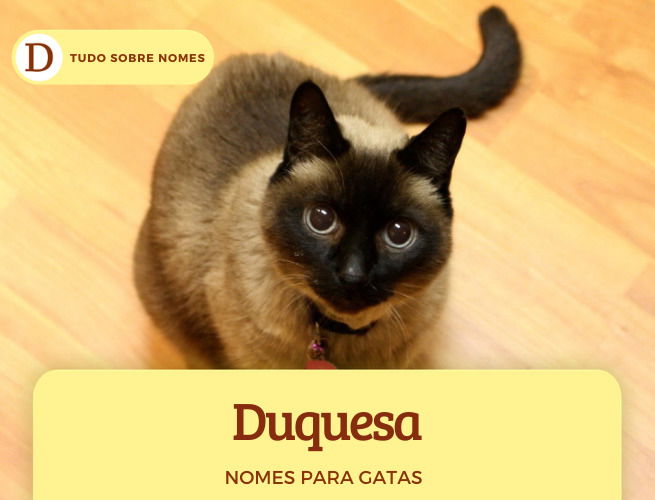 111 nomes para gatas: desde ideias fofas até as mais engraçadas