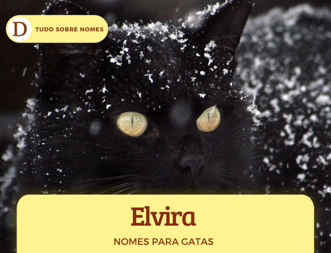 111 nomes para gatas: desde ideias fofas até as mais engraçadas