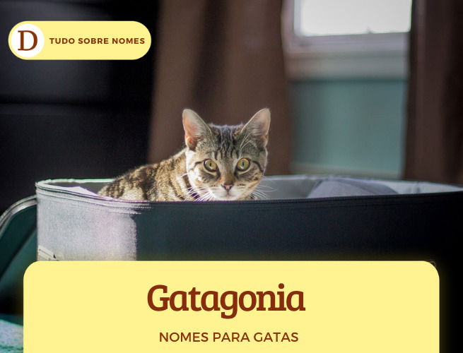 111 nomes para gatas: desde ideias fofas até as mais engraçadas