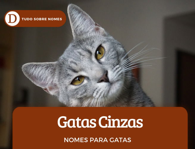 111 nomes para gatas: desde ideias fofas até as mais engraçadas