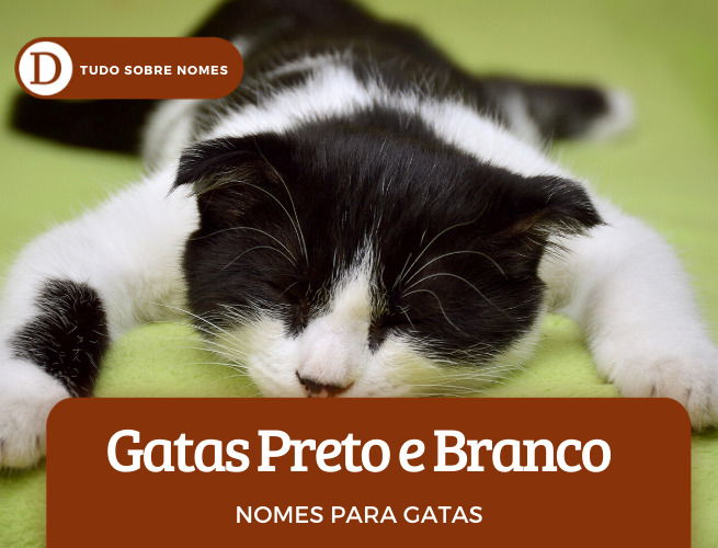 111 nomes para gatas: desde ideias fofas até as mais engraçadas