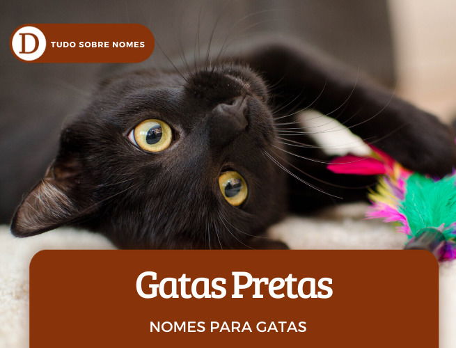 111 nomes para gatas: desde ideias fofas até as mais engraçadas