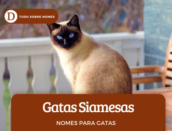 111 nomes para gatas: desde ideias fofas até as mais engraçadas