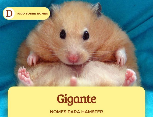 Nomes para hamster: 110 opções para o seu bichinho