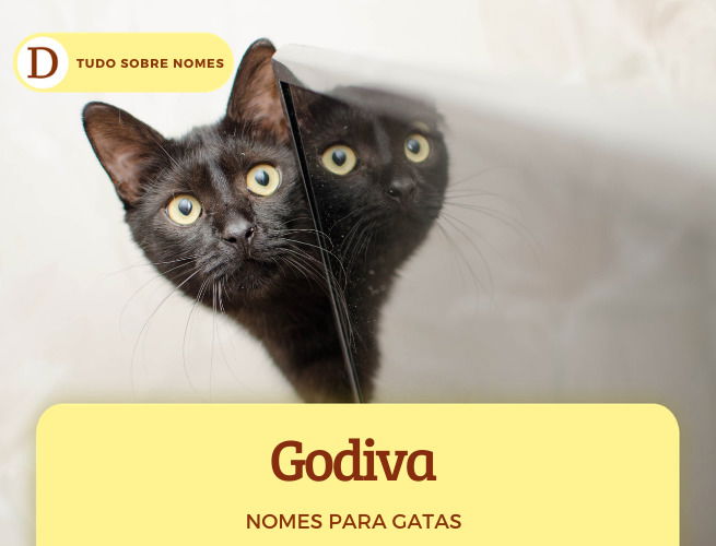 111 nomes para gatas: desde ideias fofas até as mais engraçadas