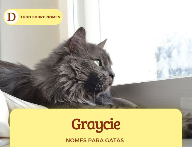 111 nomes para gatas: desde ideias fofas até as mais engraçadas