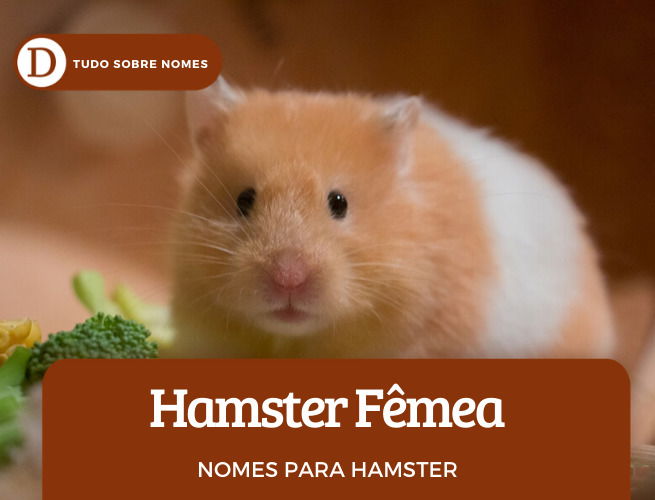 Nomes para hamster: 110 opções para o seu bichinho