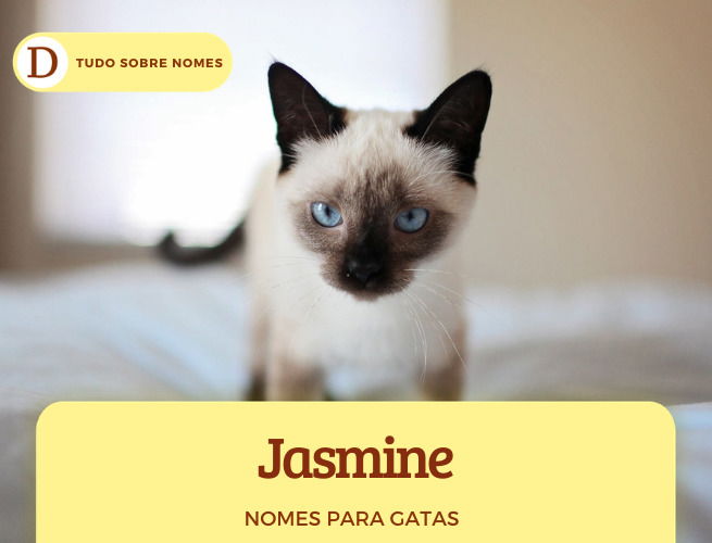 111 nomes para gatas: desde ideias fofas até as mais engraçadas