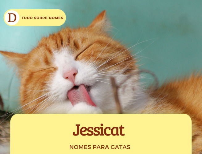 111 nomes para gatas: desde ideias fofas até as mais engraçadas