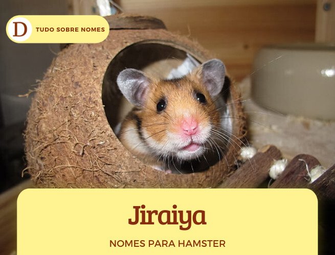Nomes para hamster: 110 opções para o seu bichinho