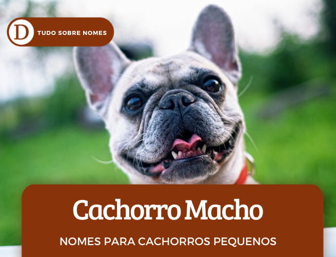 150 NOMES para cachorros marrons - Originais e criativos!