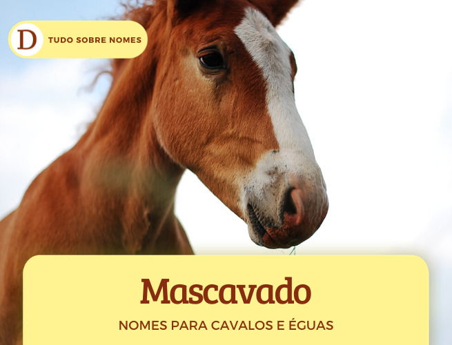 180 nomes para cavalos - Nomes Criativos