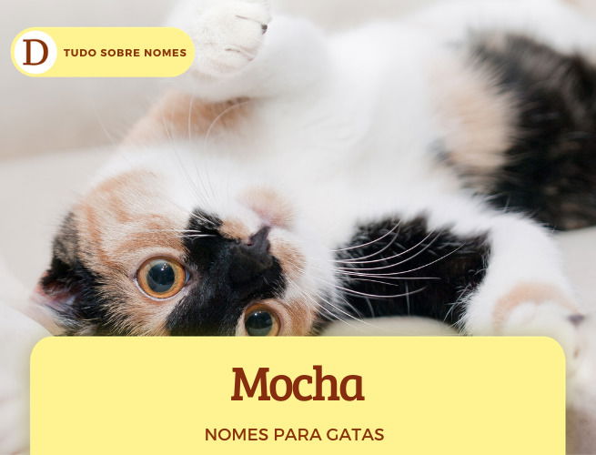 111 nomes para gatas: desde ideias fofas até as mais engraçadas