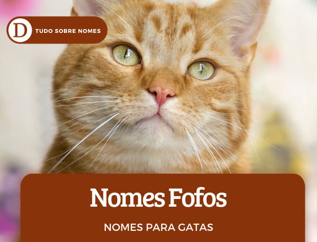 111 nomes para gatas: desde ideias fofas até as mais engraçadas
