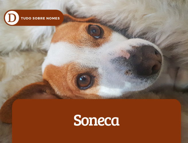 Soneca