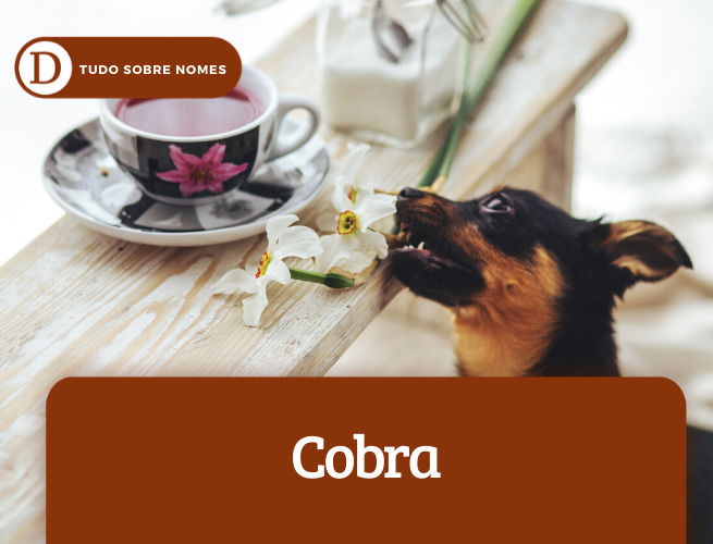 Cobra