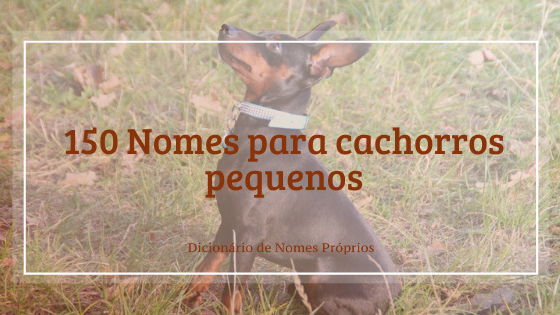 150 NOMES para cachorros marrons - Originais e criativos!