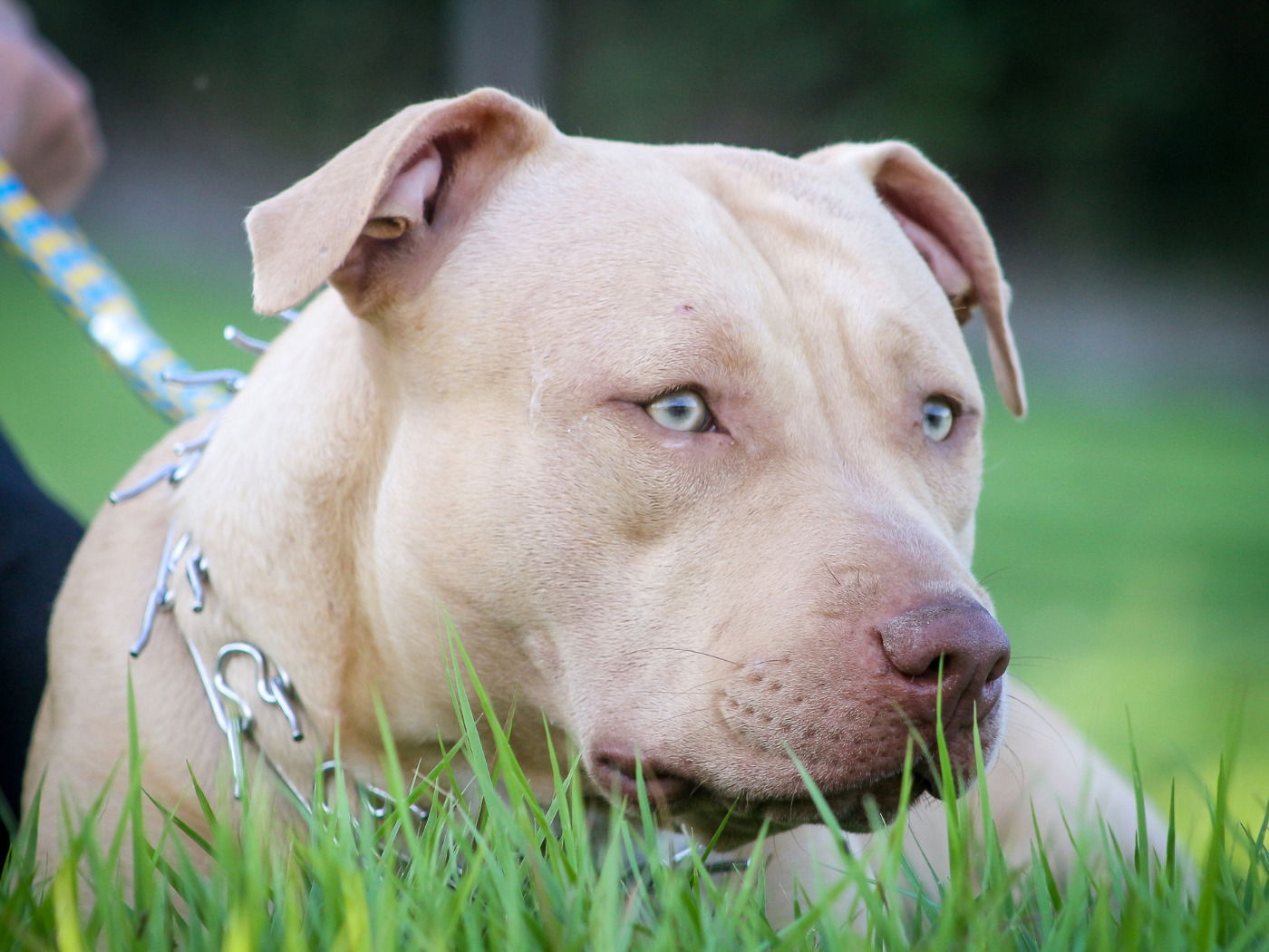 Nomes Para Cachorros Pitbull Sugest Es Para Diferentes