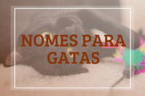 111 nomes para gatas: desde ideias fofas até as mais engraçadas