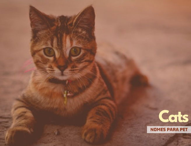 nomes para pet