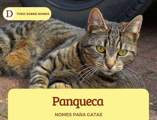 111 nomes para gatas: desde ideias fofas até as mais engraçadas