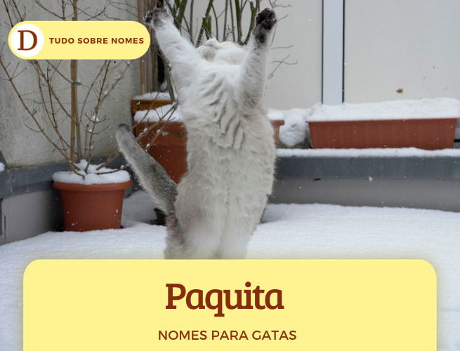 111 nomes para gatas: desde ideias fofas até as mais engraçadas