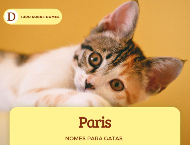 111 nomes para gatas: desde ideias fofas até as mais engraçadas