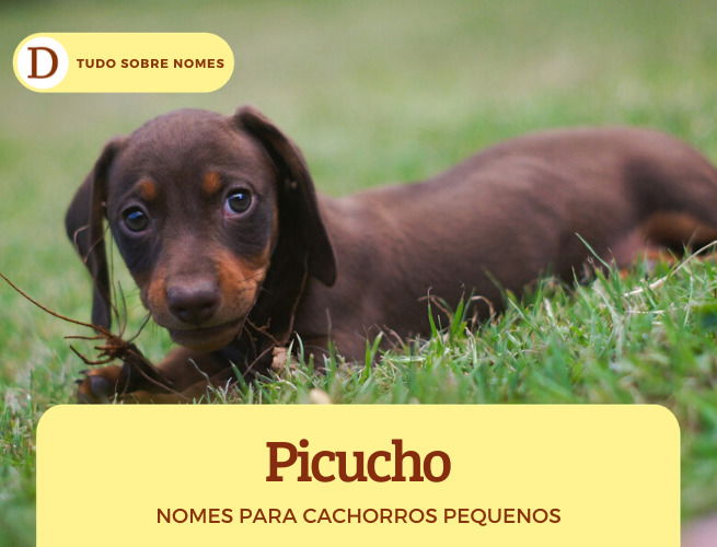 150 NOMES para cachorros marrons - Originais e criativos!