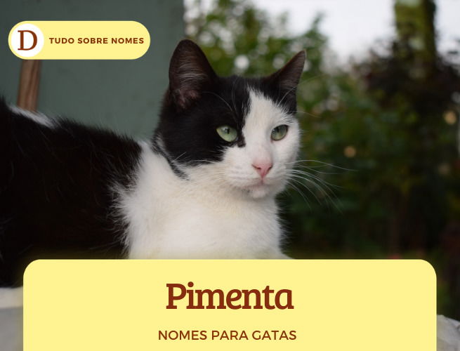 111 nomes para gatas: desde ideias fofas até as mais engraçadas
