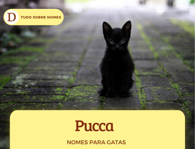 111 nomes para gatas: desde ideias fofas até as mais engraçadas