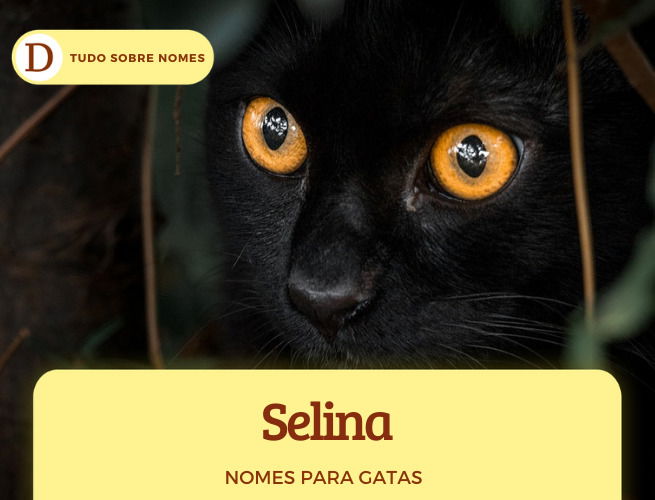 111 nomes para gatas: desde ideias fofas até as mais engraçadas