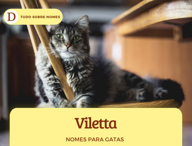 111 nomes para gatas: desde ideias fofas até as mais engraçadas